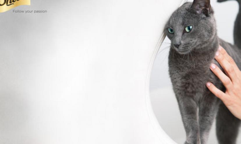 Resistance to This Mesmerizing Feline Is Futile, Says Cat Food Brand Sheba Cats,