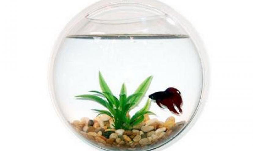 Save 65% on The Wall Mount Fish Bowl Aquarium Tank! – Get It Free