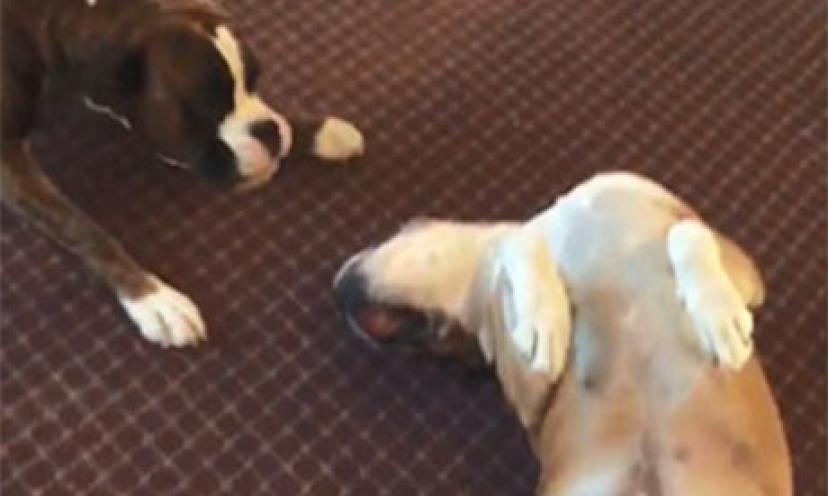 Dog Plays Dead, Makes Other Puppy Friend Worried – Get It Free