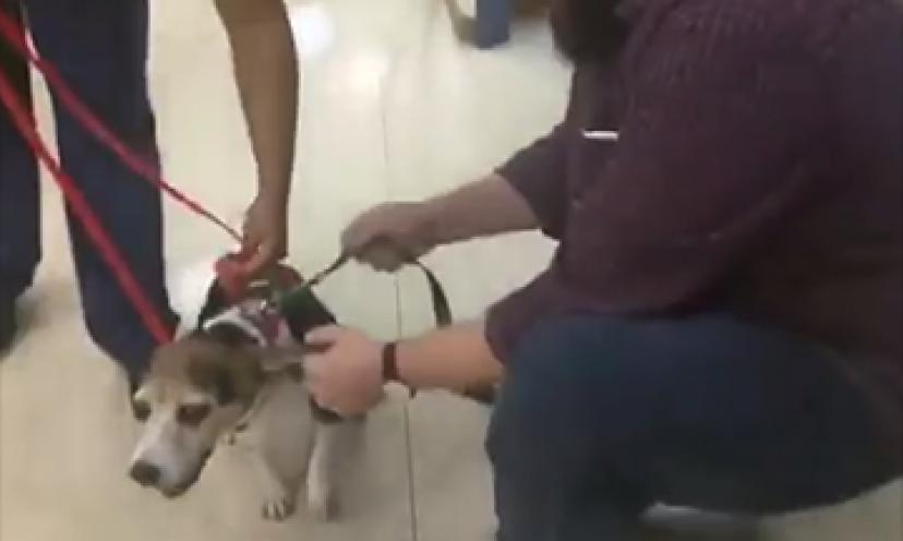 Dog Sounds Like A Tie Fighter