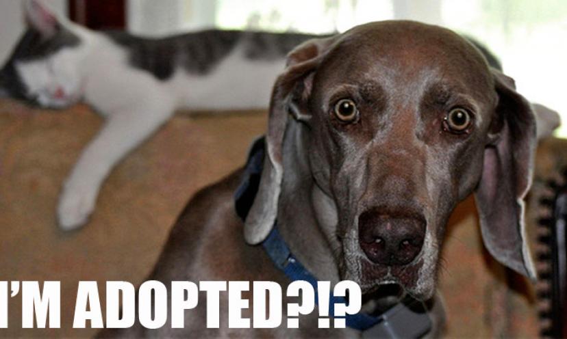 It’s National Mutt Day! Top 5 Reasons To Adopt Your Best Friend!