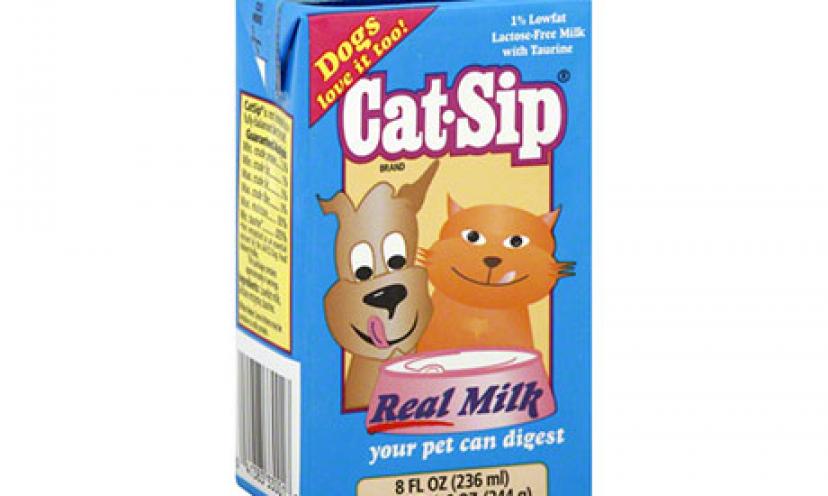 cat sip real milk