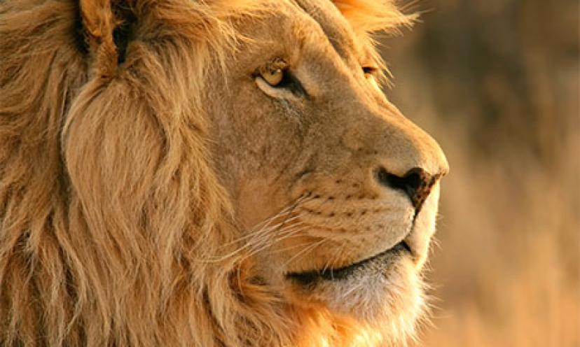 Which Animal Represents Your Sexual Appetite?