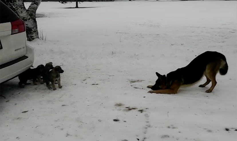 When This German Shepherd and His Puppies Go into the Snow, Something