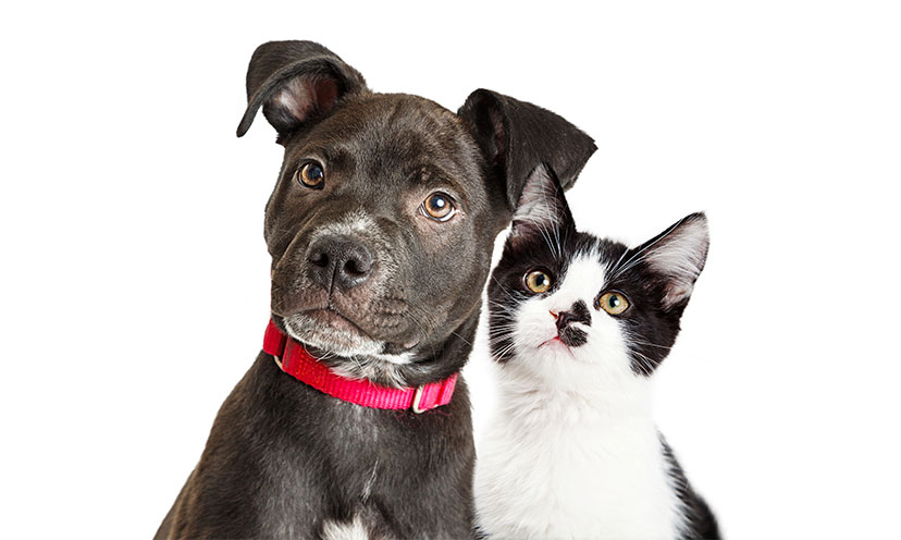 Pet Owners Can Save Big With These Exciting Offers!