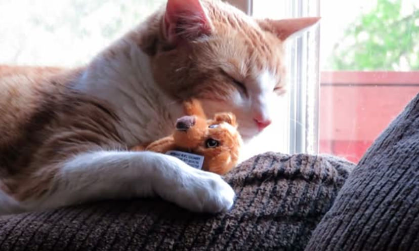 teddy bear and cat