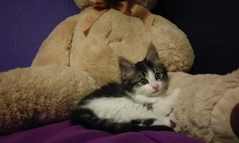 teddy bear kitten