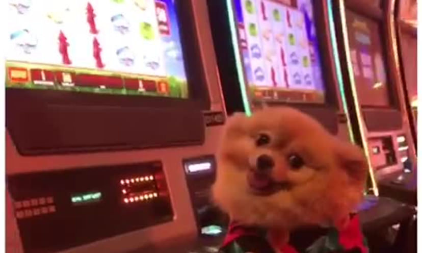 Naughty Gambling Pomeranian! - Get it Free