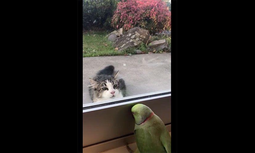 cat parrot peekaboo